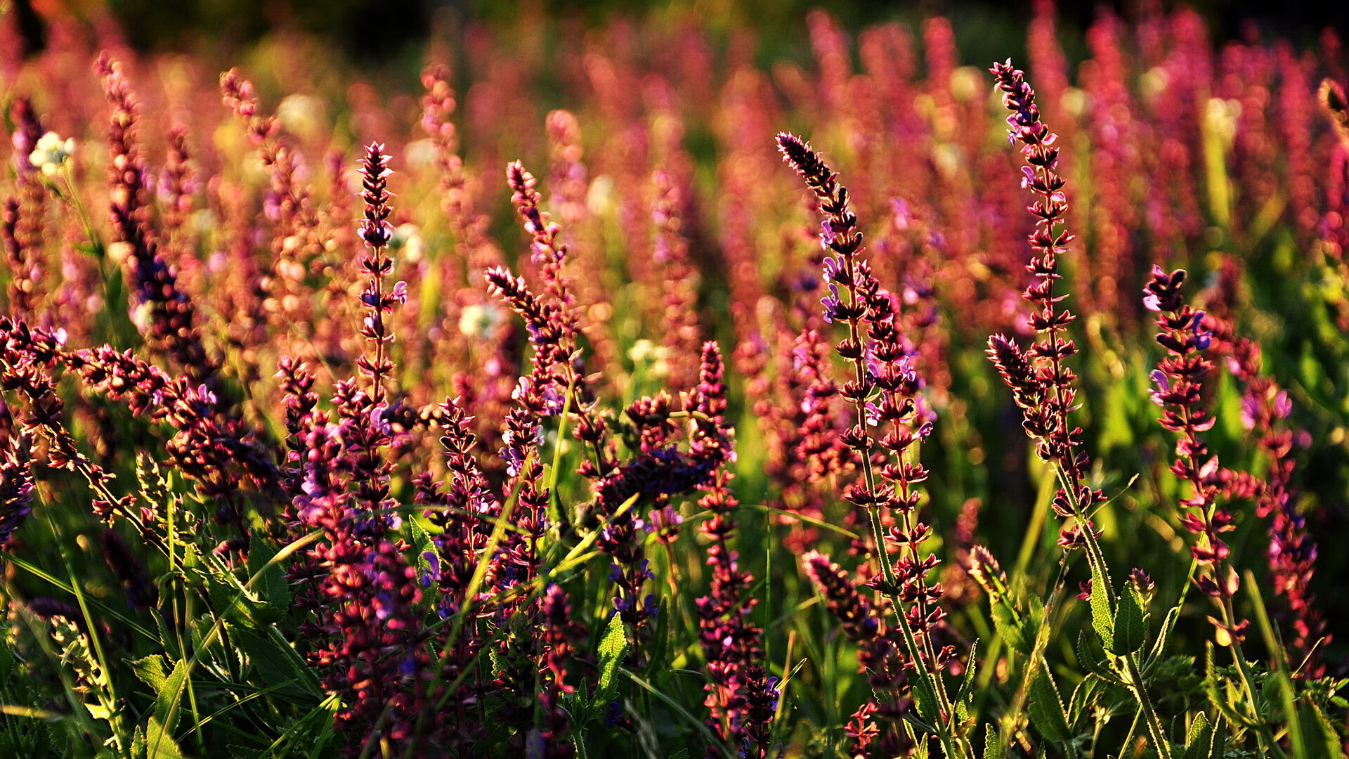 熊猫体育官网-格鲁吉亚女篮在欧洲锦标赛中光彩夺目，迈向世界舞台，格鲁吉亚赛程