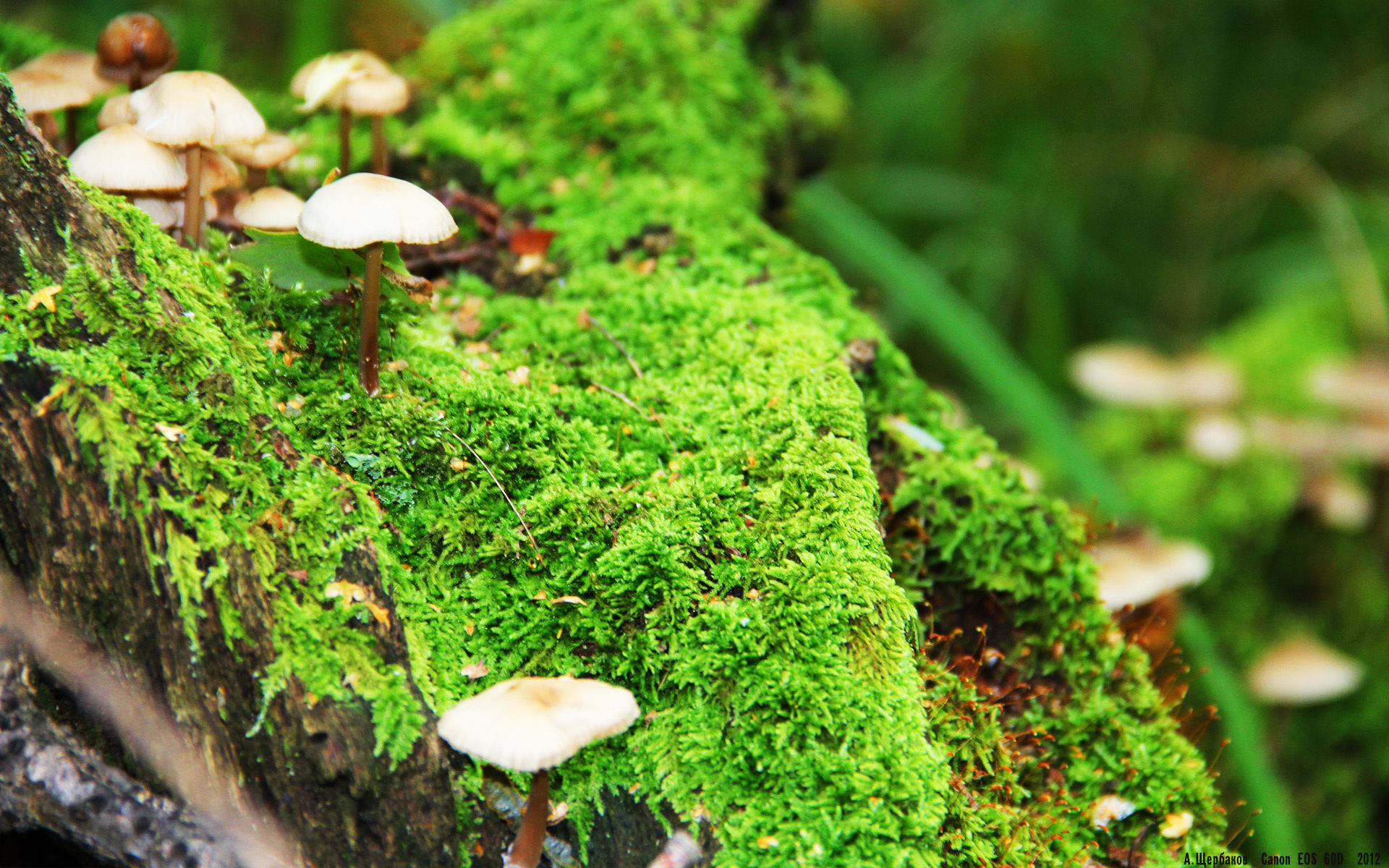 熊猫体育APP-比利时男篮在欧洲预赛中奋竭争夺，冲击奥运奖金牌，比利时队2021欧洲杯