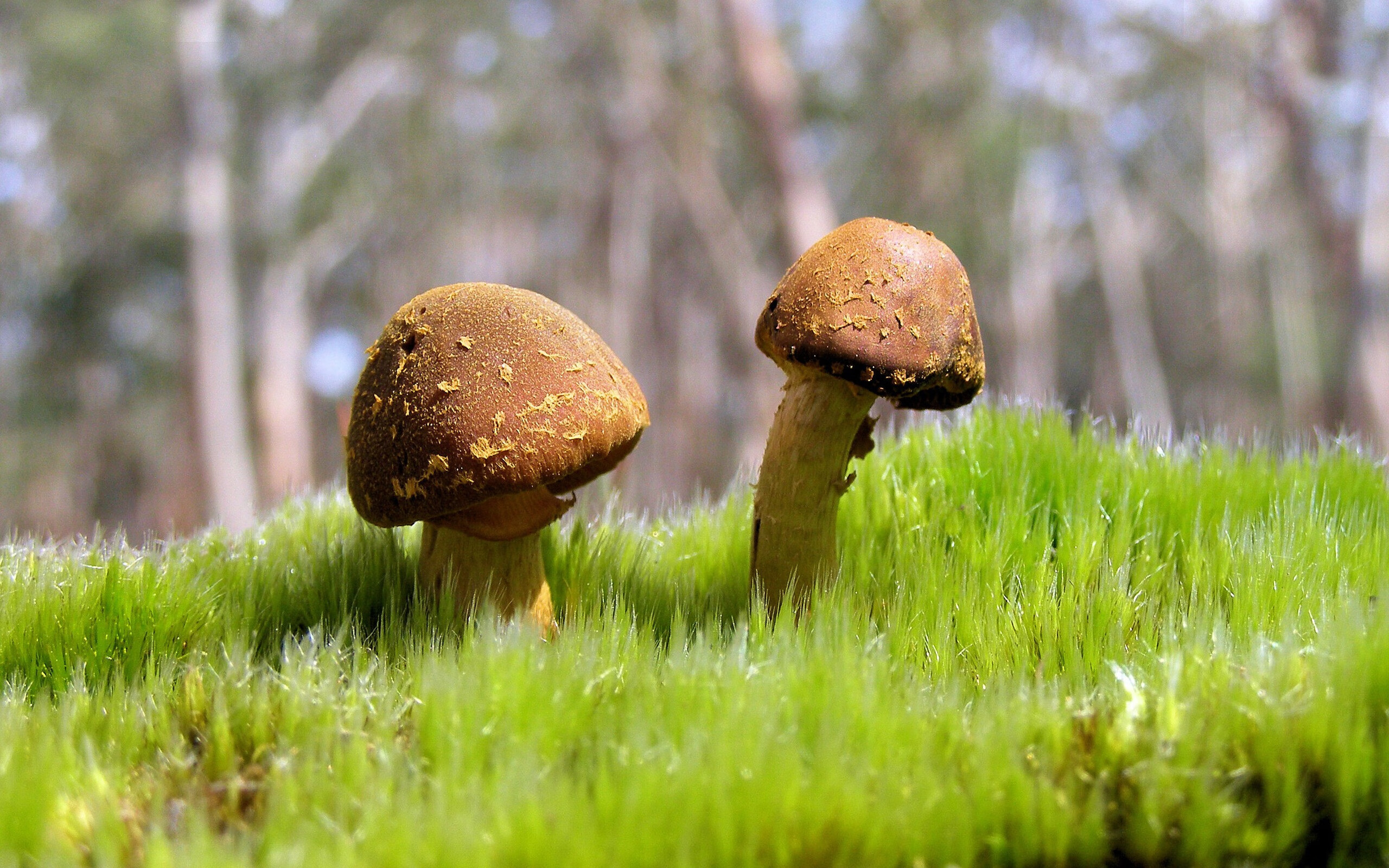 熊猫体育-足球裁判培训课程标准化推动裁判队伍年轻化，足球裁判培训方案