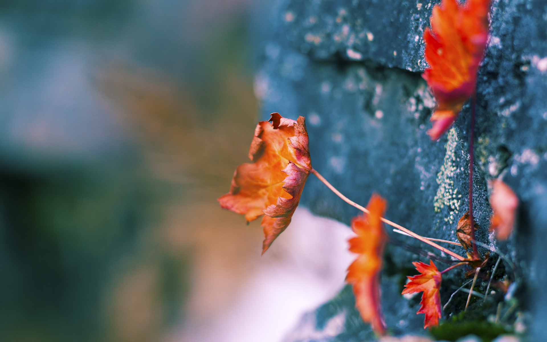 赛尔·阿尔斯塔:无畏的后排巨星,南非队的防守壁垒,阿尔塞斯和阿尔萨斯